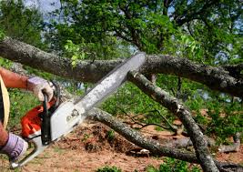 Best Tree Disease Treatment  in Texas City, TX